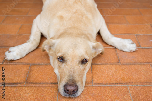 Portrait of Labrador laying on the floor close up.