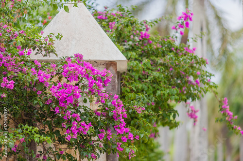 Lots of bougainvillea vine flowers on the stone wall. Caribbean flora. Selective focus. photo