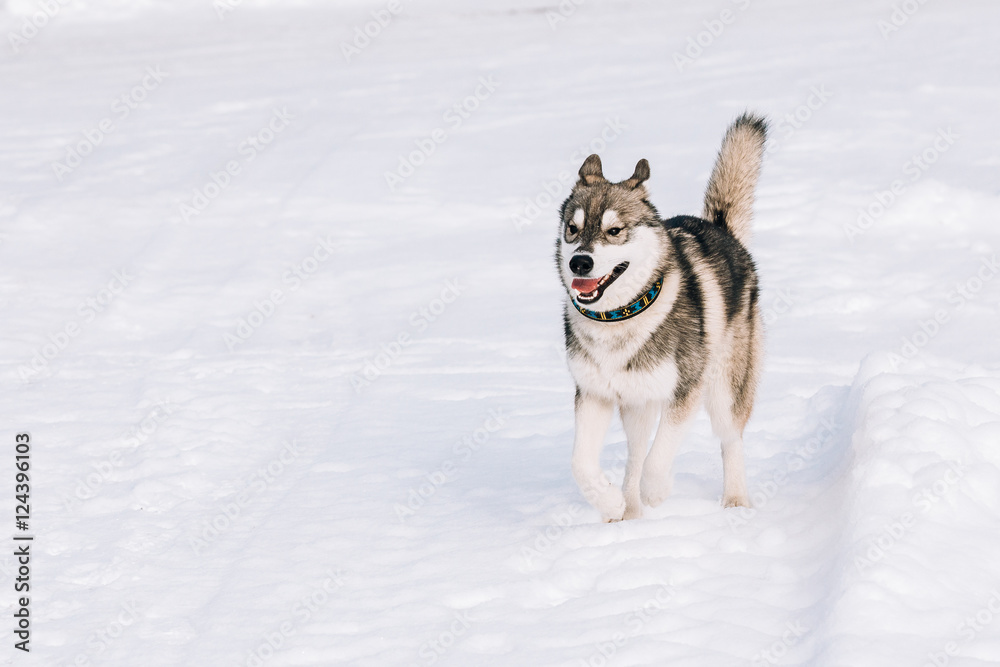 Young Husky Dog Play Outdoor In Snow, Winter Young Husky Dog Play Outdoor In Snow, Winter