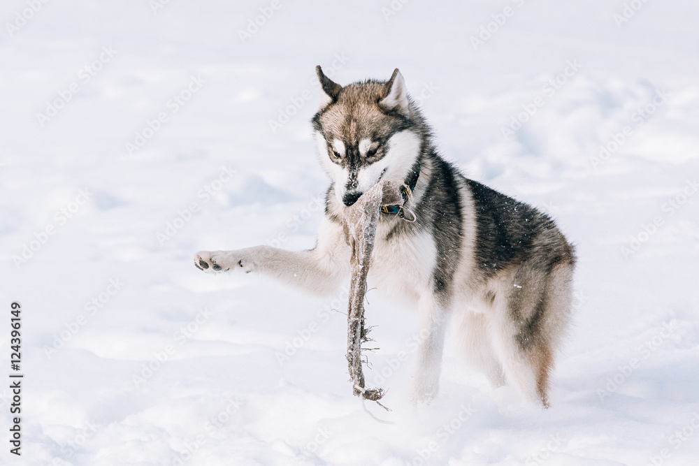 Young Husky Dog Play Outdoor In Snow, Winter