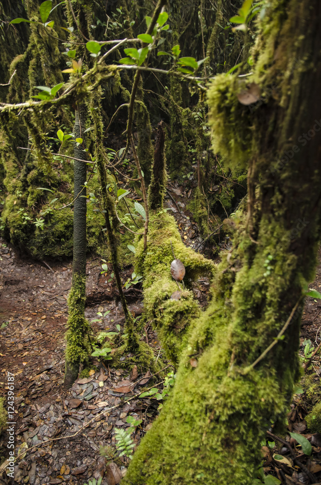 Beautiful nature, mossy forest at Cameron Highland, Malaysia. Beautiful nature, mossy forest at Cameron Highland, Malaysia.