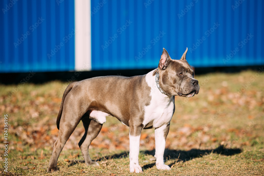 Beautiful Dog American Staffordshire Terrier Outdoor