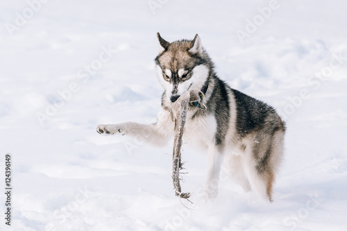 Young Husky Dog Play Outdoor In Snow, Winter