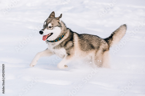 Young Husky Dog Play  Run Outdoor In Snow  Winter