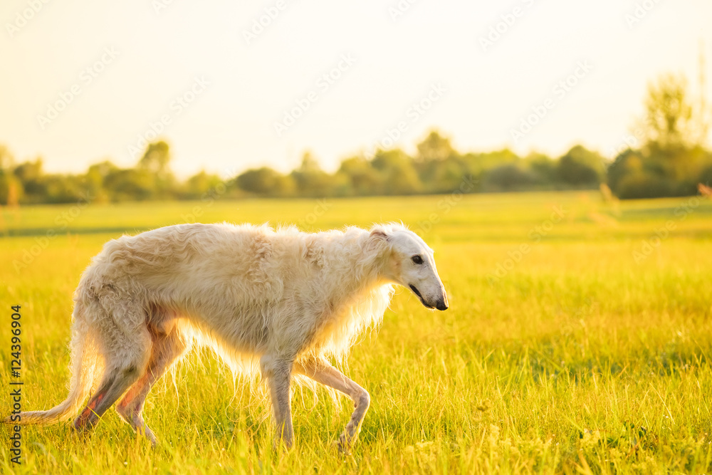 White Russian Dog, Borzoi Walking Running In Summer Sunset Sunri White Russian Dog, Borzoi Walking Running In Summer Sunset Sunri