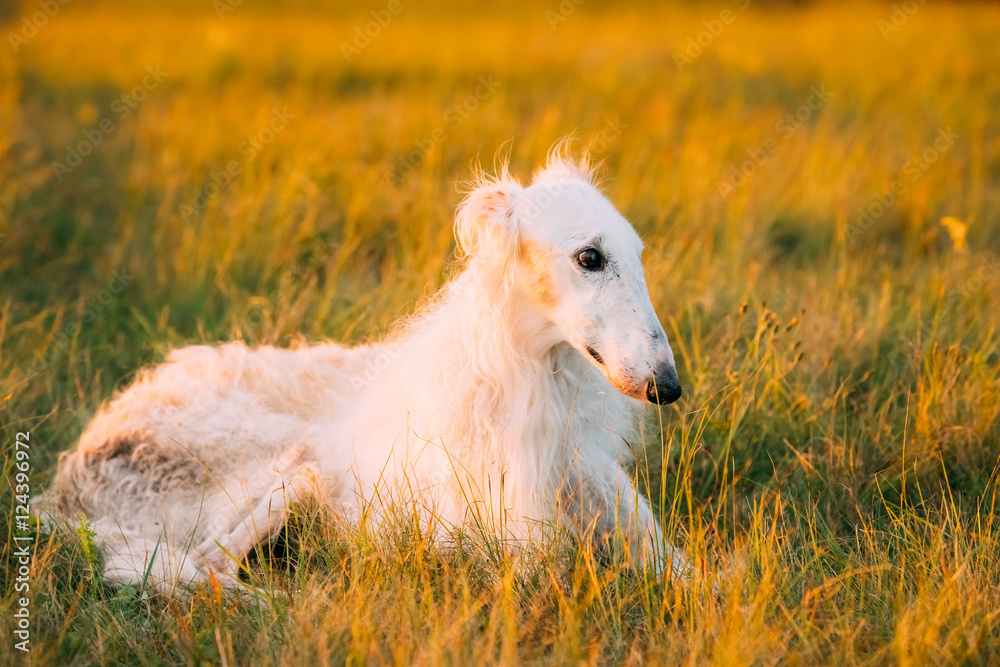 White Gazehound Hunting Dog Sit Outdoor In Summer Meadow Green G White Gazehound Hunting Dog Sit Outdoor In Summer Meadow Green G