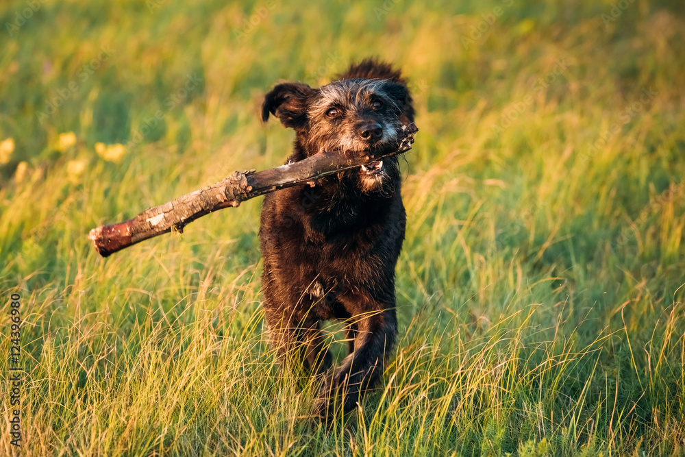 Small Size Black Dog Play With Wooden Stick In Summer Sunset Sun