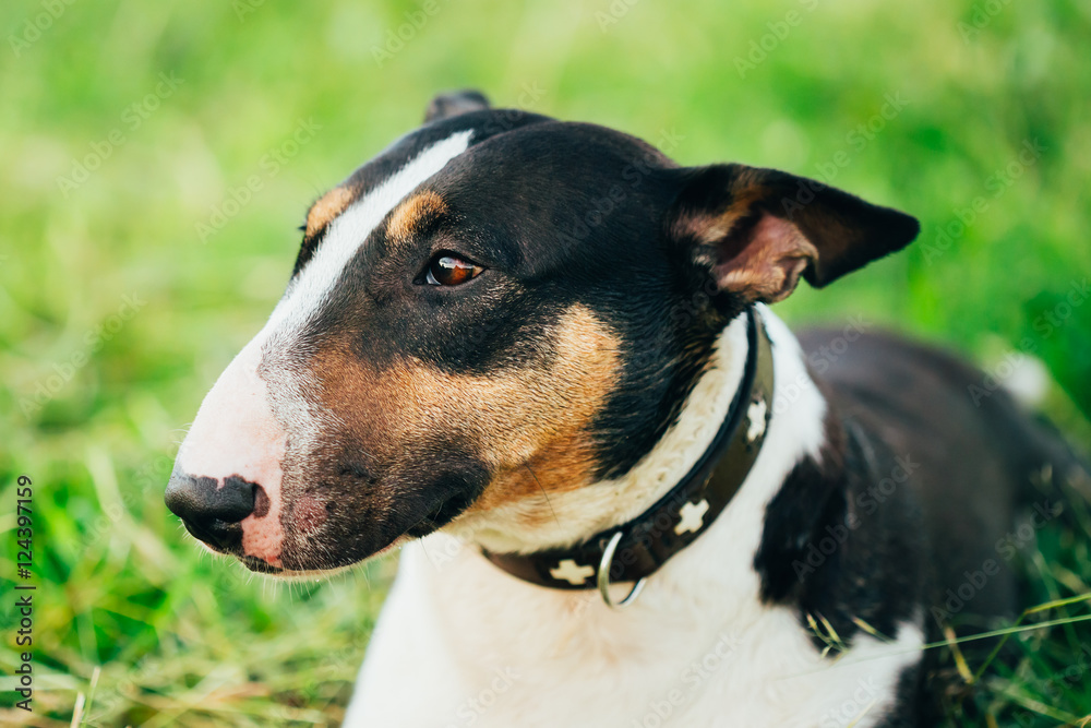 Close Pets Bull Terrier Dog Portrait At Green Grass Close Pets Bull Terrier Dog Portrait At Green Grass
