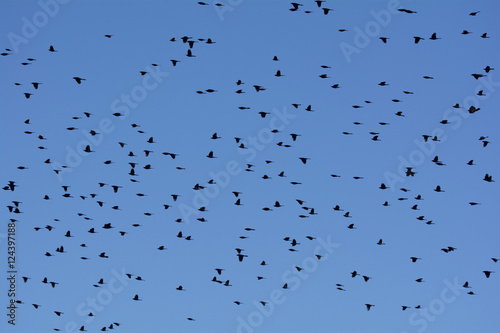 Flock of Birds Flying