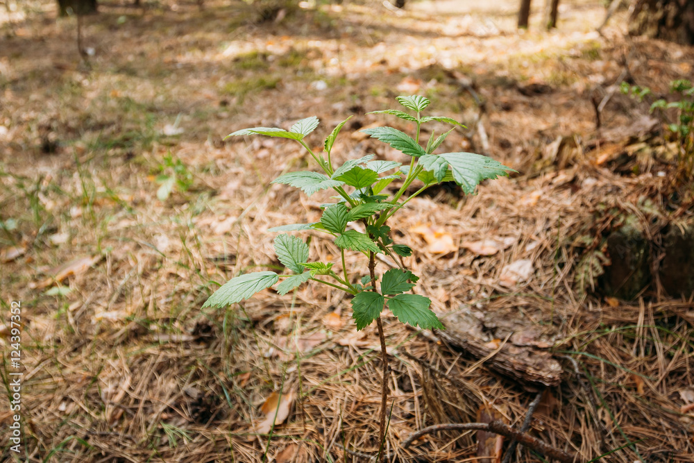 Focus On Vernal Sprout Of Wild Raspberries, Pushing Through Layer Focus On Vernal Sprout Of Wild Raspberries, Pushing Through Layer
