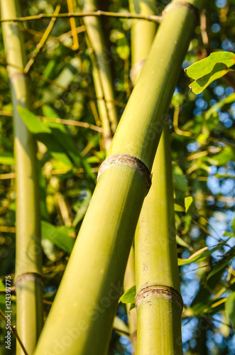 Vertical closeup of green bamboo stalks against sky