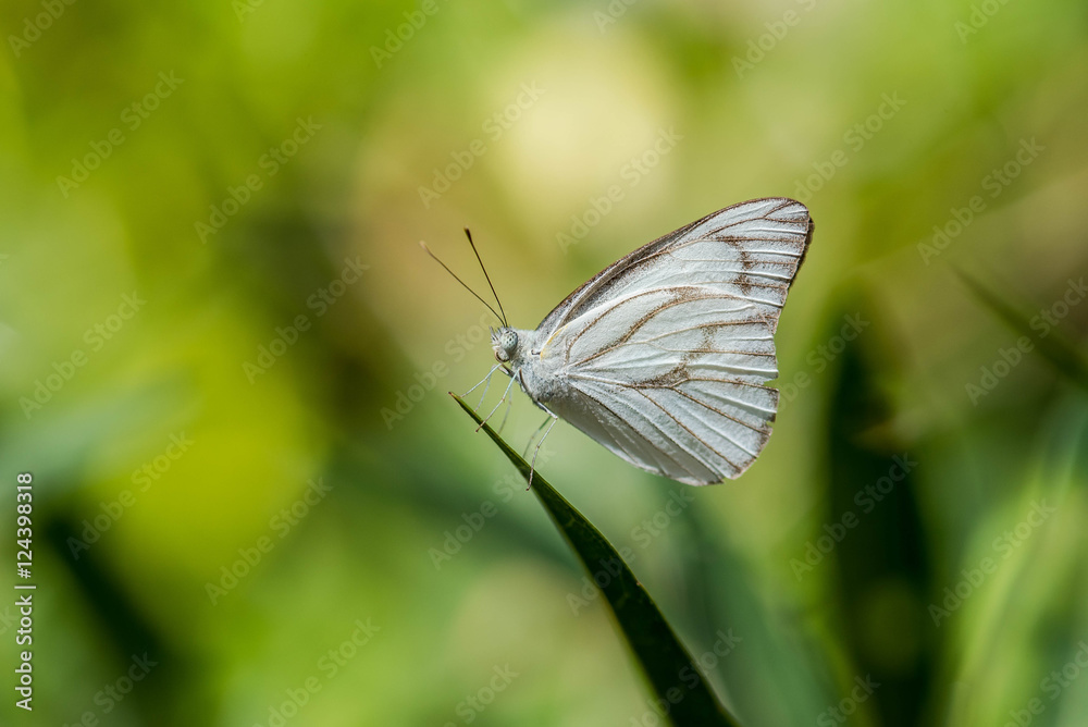 Close up of butterfly in nature. Close up of butterfly in nature.