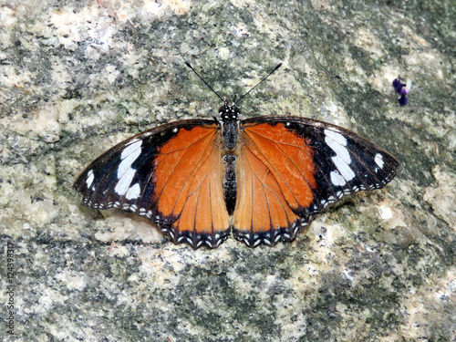 Niagara Danaid eggfly 2016