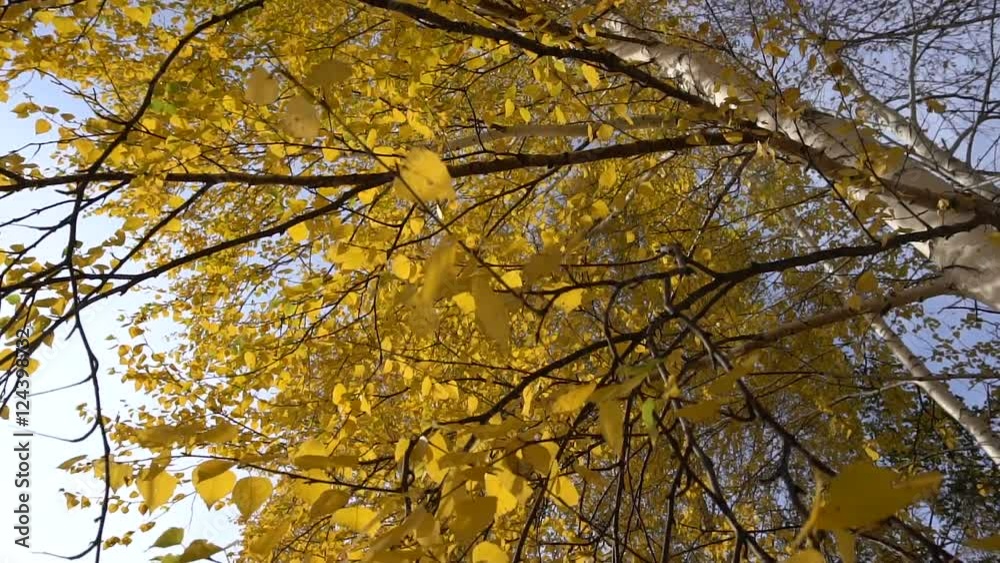 Autumn Tree Branches With Golden Leaves in Wind. Rayed Sun. Autumn Tree Branches With Golden Leaves in Wind. Rayed Sun.