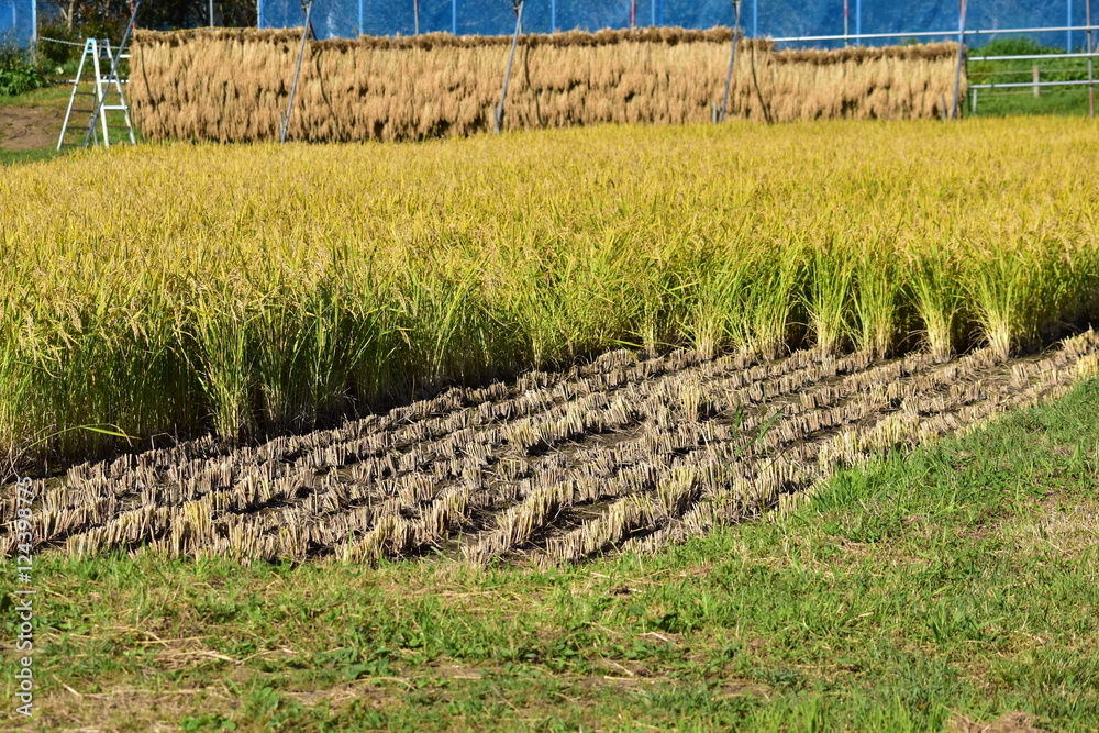 Fototapeta premium 途中まで刈り取った田んぼ