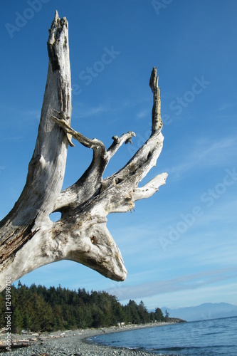 Driftwood roots resembling a deer head