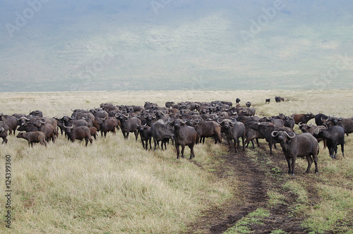 Buffalo - Masai Mara - Kenya © Adwo