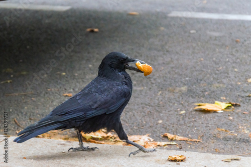 Jackdaw with scrap of bread in beak photo