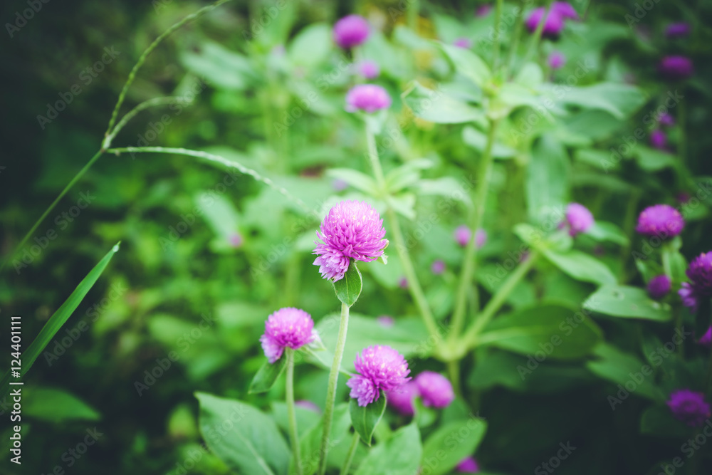 Globe amaranth or Gomphrena globosa flower in the garden Globe amaranth or Gomphrena globosa flower in the garden