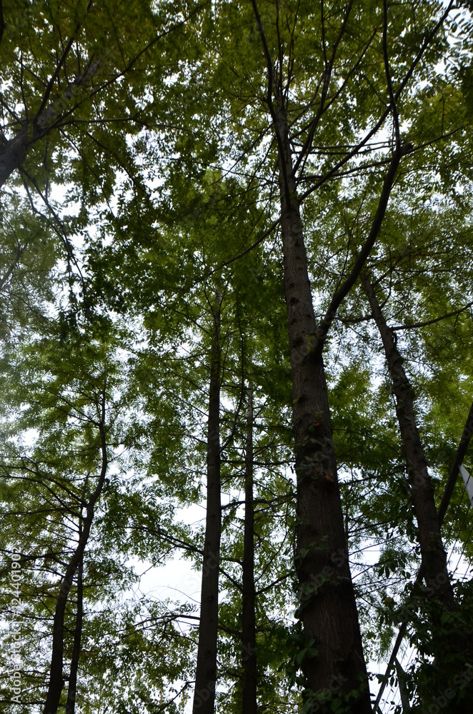 Fototapeta premium 한강 선유도공원