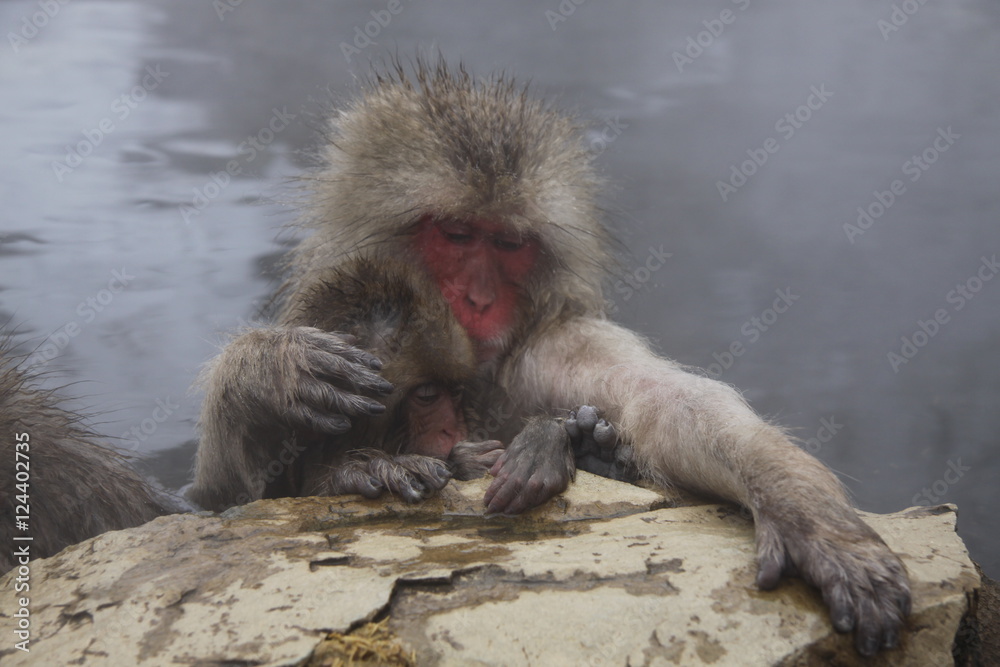 Naklejka premium Snow Monkey Park, Japan