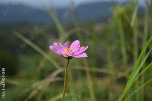 Pink flowers on the mountain