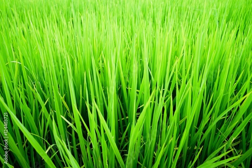 Close up of green paddy rice field