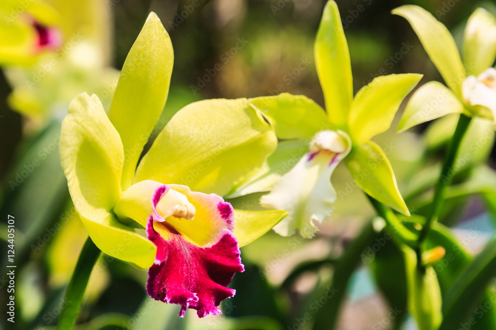 Beautiful Purple orchid flowers Beautiful Purple orchid flowers