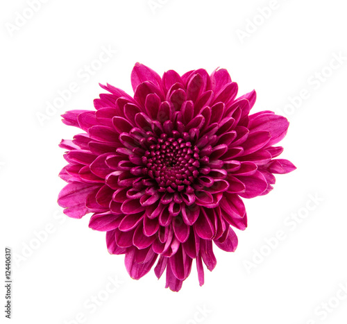 Fototapeta Naklejka Na Ścianę i Meble -  purple flower isolated