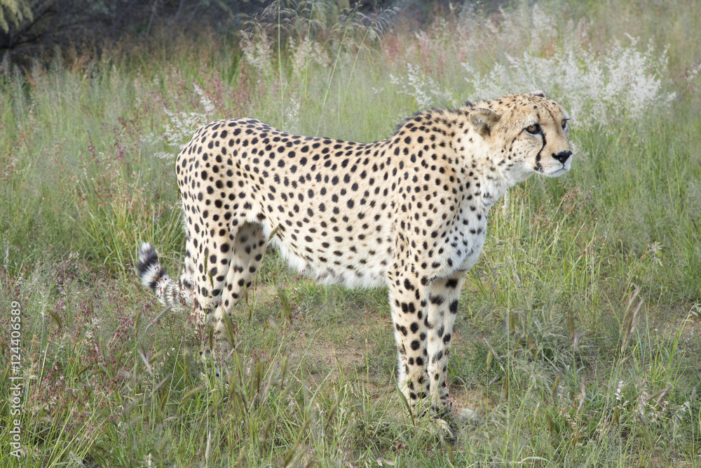 Cheetah, Namibia Cheetah, Namibia