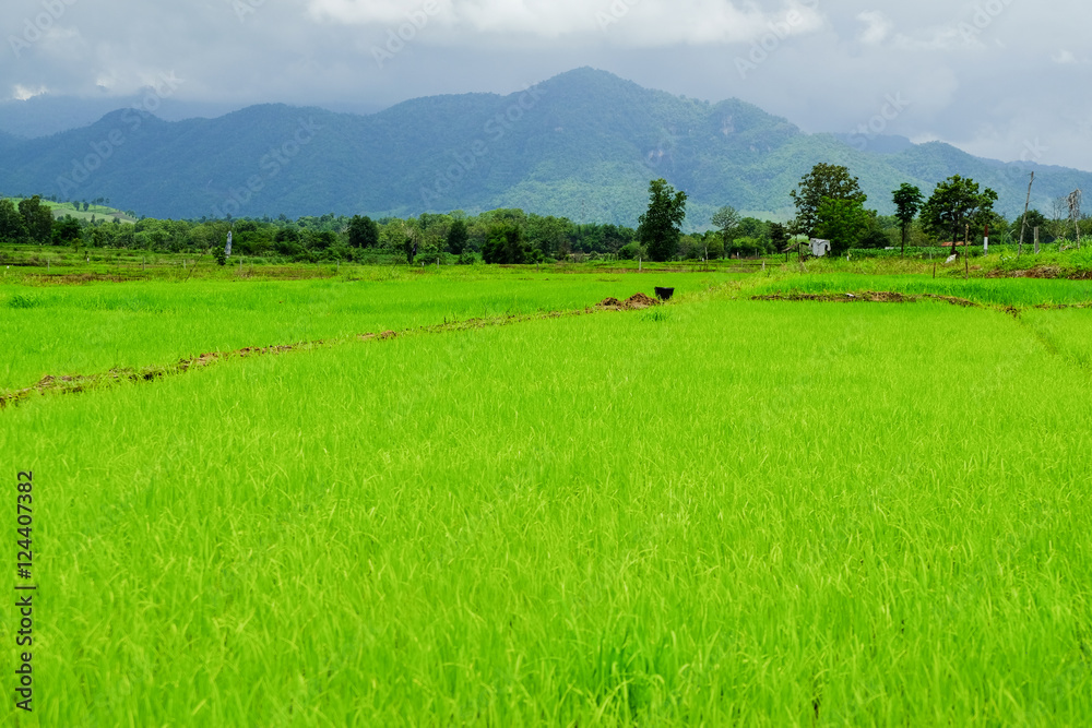 Rice field green grass cloudy landscape background