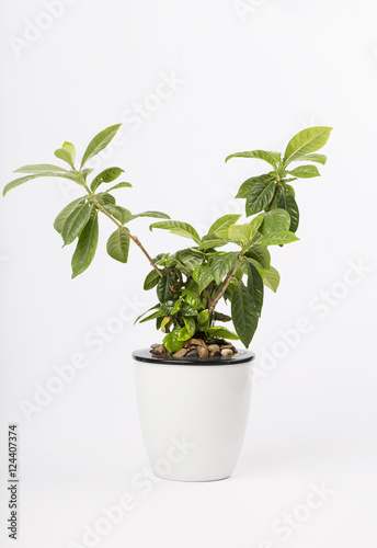 Gardenia  plant on the white