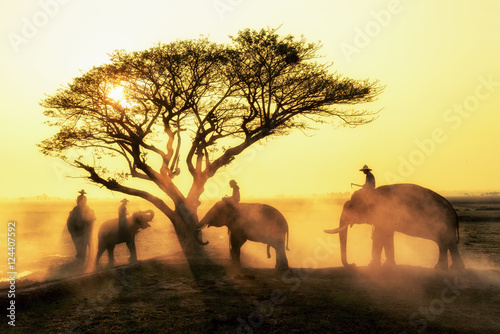 Silhouettes of elephants through the trees at elephant village, surin province, Thailand © pentium5