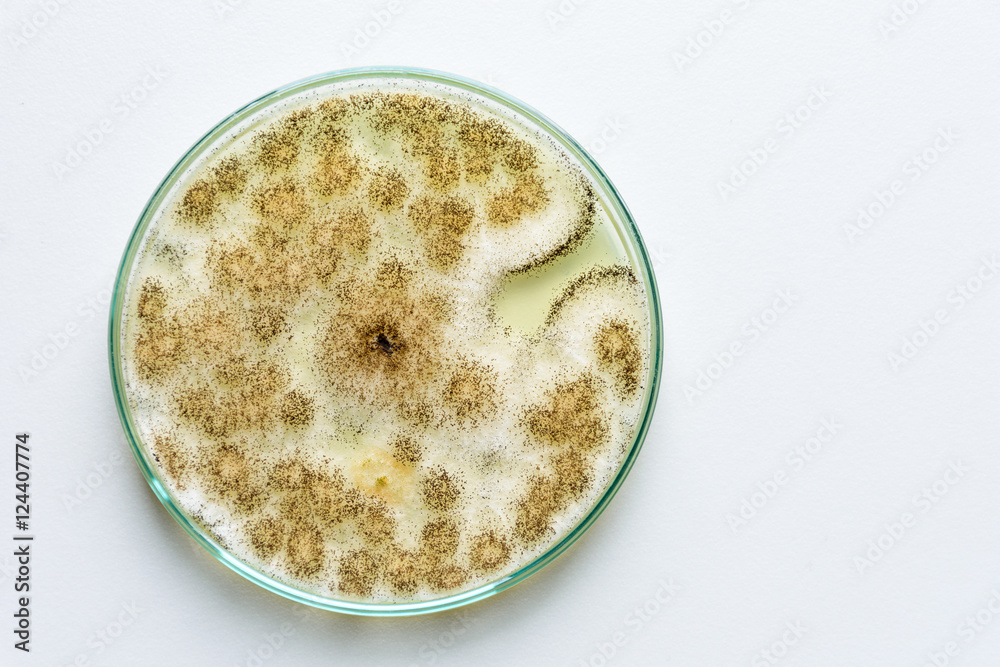 Colony of a mold (Aspergillus niger) on agar plate Colony of a mold (Aspergillus niger) on agar plate