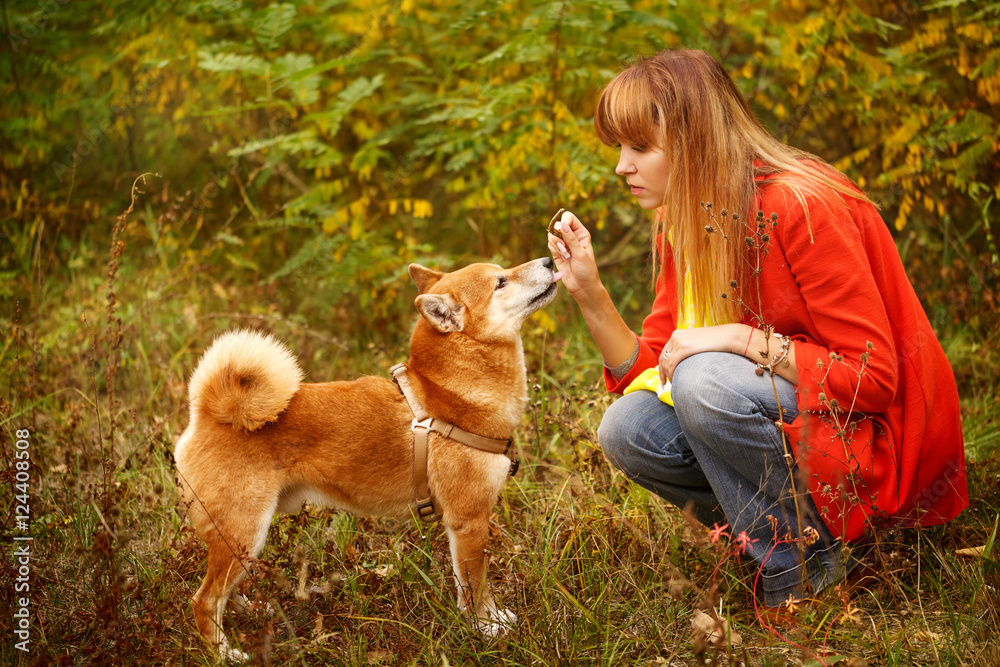 Girl plays with a dog Shiba Inu in autumn park. Girl plays with a dog Shiba Inu in autumn park.