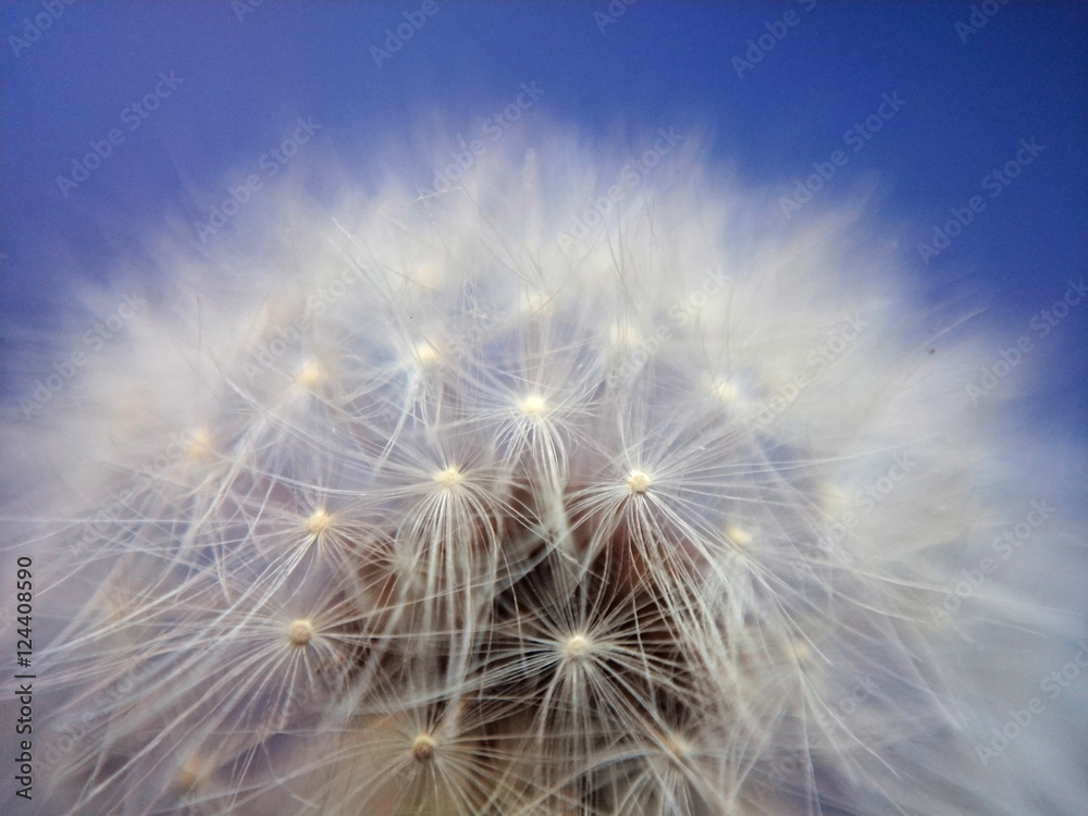 Extreme closeup of dandelion on blue background Extreme closeup of dandelion on blue background