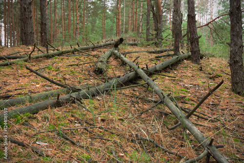fallen trees in the forest