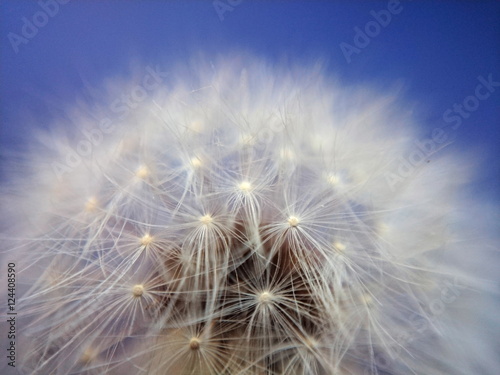 Extreme closeup of dandelion on blue background