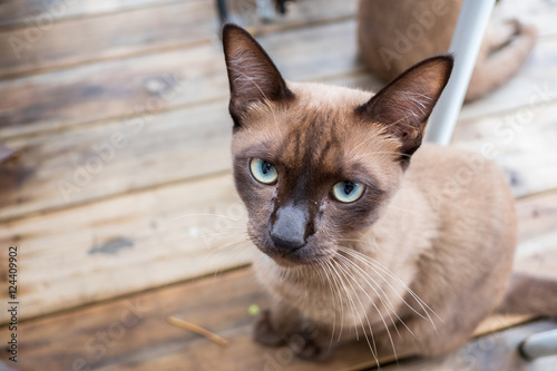 Brown cat with blue eyes. Small predator