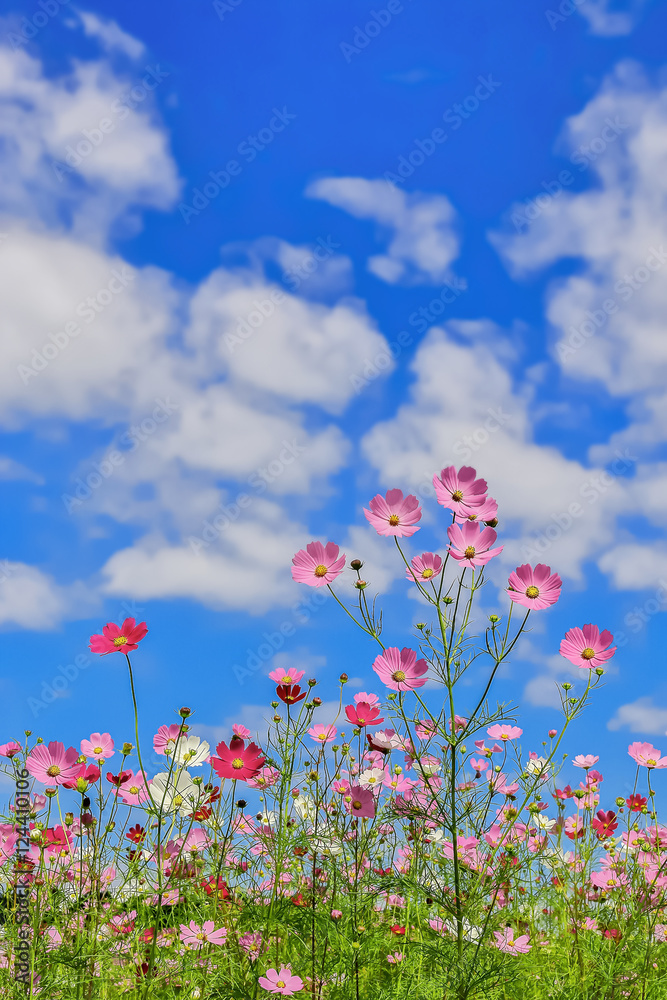 ピンク色と赤色のコスモスの花