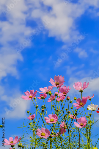 ピンク色と赤色のコスモスの花 © kharazono