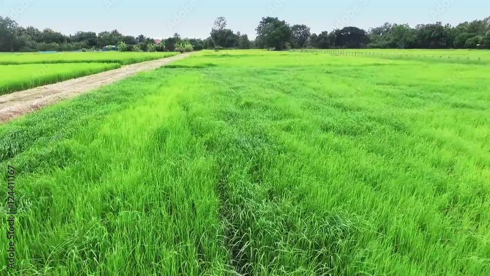 Aerial view of greenery rice farm in rural of Thailand Aerial view of greenery rice farm in rural of Thailand