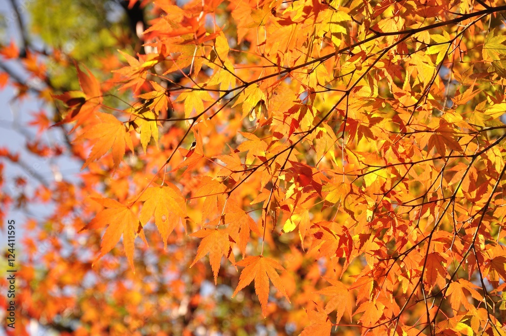紅葉 紅葉