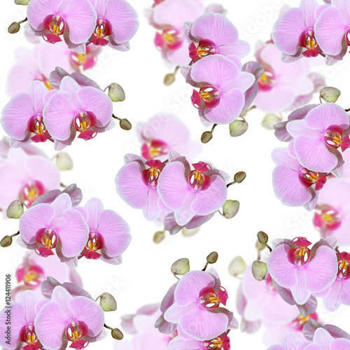 Beautiful floral background of purple orchids. Isolated 