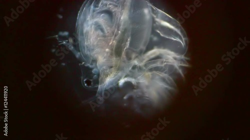 Crustacean in Micro photo