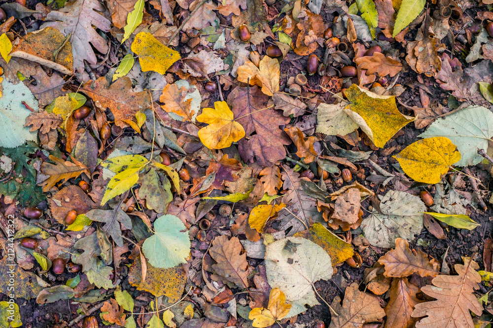 Autumn scene with walnuts and dry leaves on the ground, top view