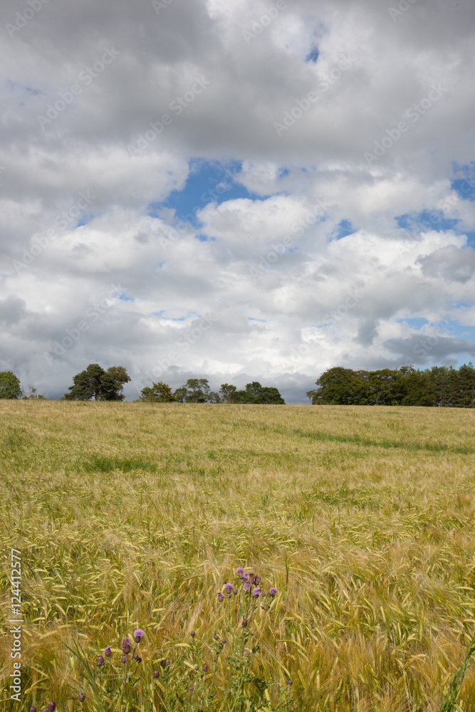 Fototapeta premium Barley swaying in the breeze at Banchory, Aberdeenshire, Scotland