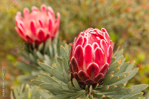 closeup of pink protea flower and bud  photo