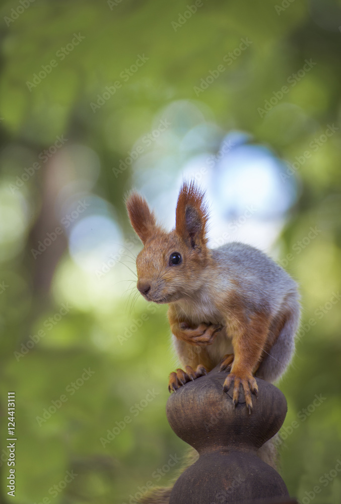 Fototapeta premium Seated beautiful fluffy squirrel.