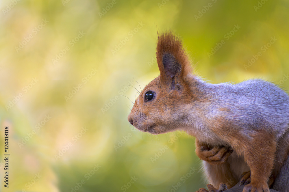 Seated beautiful fluffy squirrel. Seated beautiful fluffy squirrel.